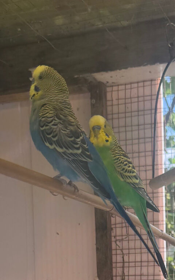 budgies.