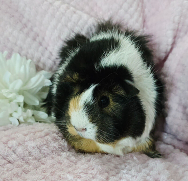 Sows available