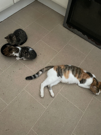 Brown and white kitten