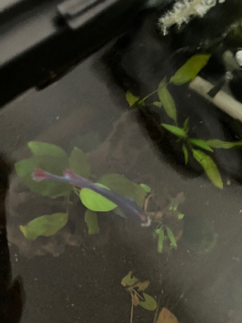 Cute Betta Fish + Aquarium and Everything, is looking for a new home :)