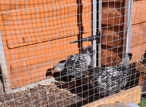 3 Silver Lace Wyandotte chickens  Runcorn Cheshire