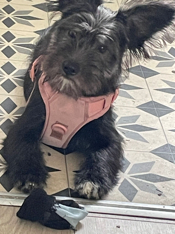 German shepherd x bearded collie