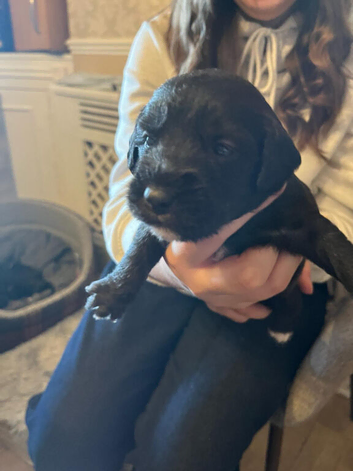 Bedlington Cross Puppies
