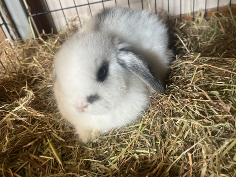 Mini lop buck in reading