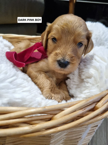 Final Four! Fox Red F2b Goldendoodle puppies