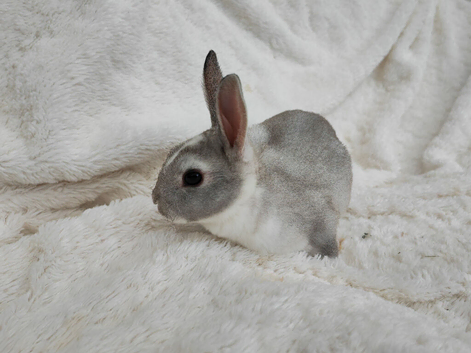 Mini rex rabbits