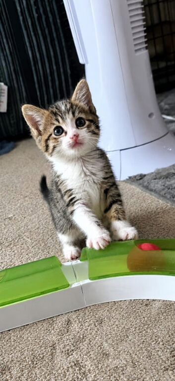 Stunning Female Kitten