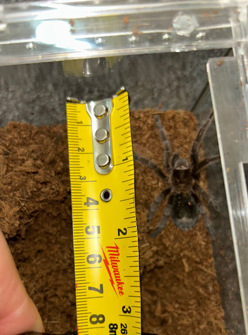 Brazilian Black tarantula approx 2 inches 5cm