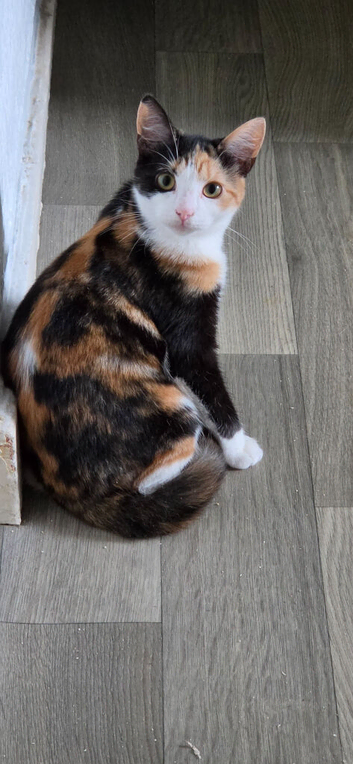 Calico girl