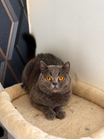 GCCF Active Female British shorthair