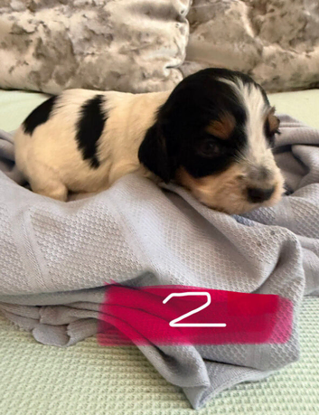 8 cocker spaniel puppies for sale