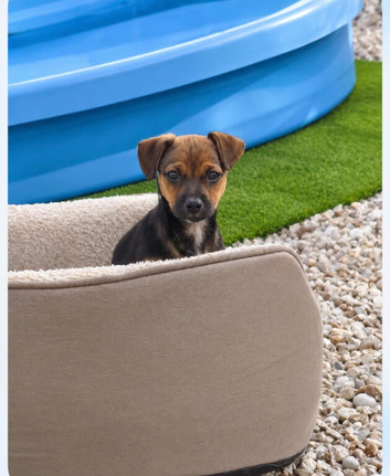 Jack Russell X Chihuahua