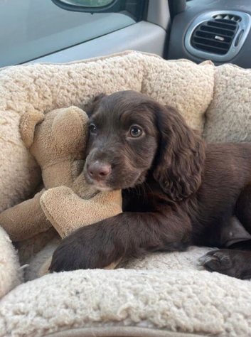 One beautiful boy available