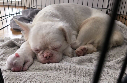 Micro pink fluffy frenchie