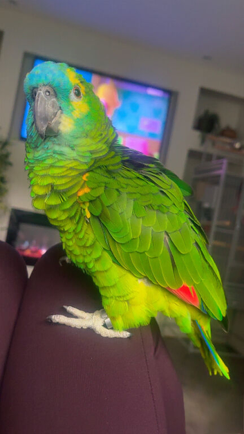Amazon blue front parrot