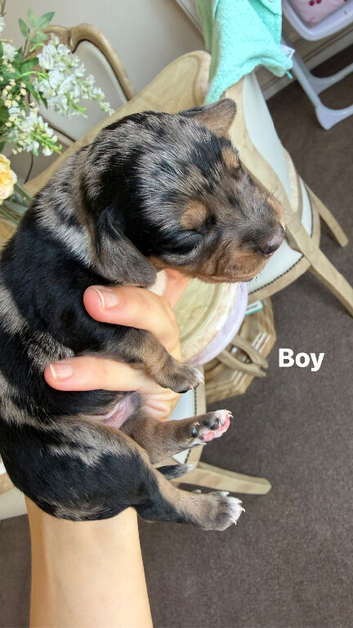 Cocker spaniel puppy&rsquo;s for sale