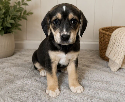 Beagle x labs ready now