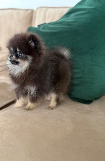 Rare Opportunity True Toy Pomeranian