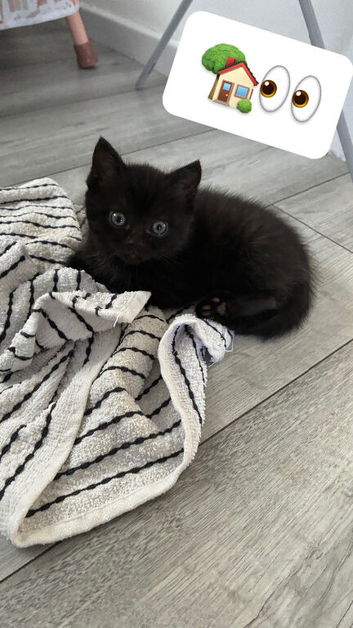 Half British shorthair kittens