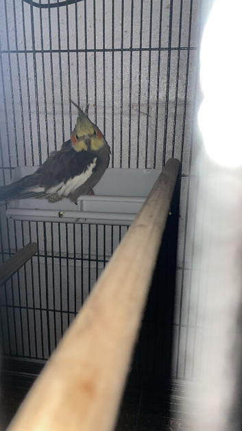 Lovely little female cockatiel