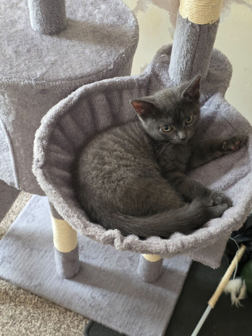 Birtish shorthair cross bengal grey kitten