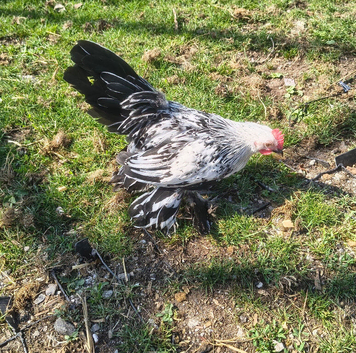 Silver millefleur booted bantam cockerels