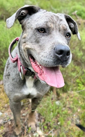 Female merle corso x