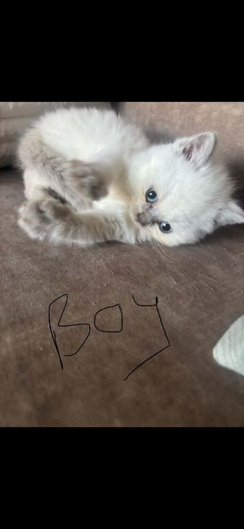 colour point british short hair kitten