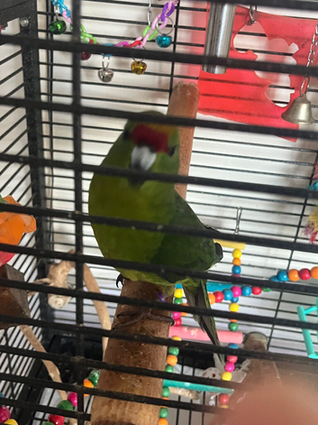 Kakariki