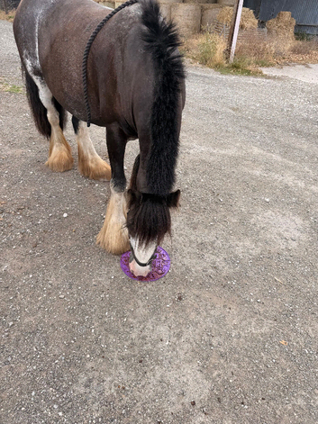 Raine 5yr old mare