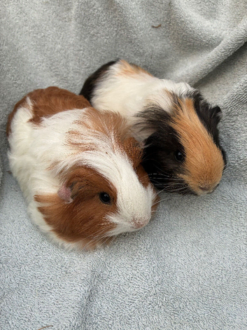 Guinea Pigs - pair of baby brothers