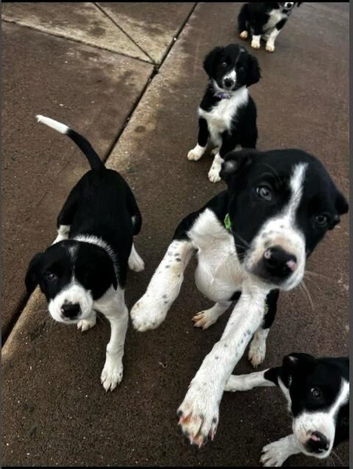 Beautiful puppies