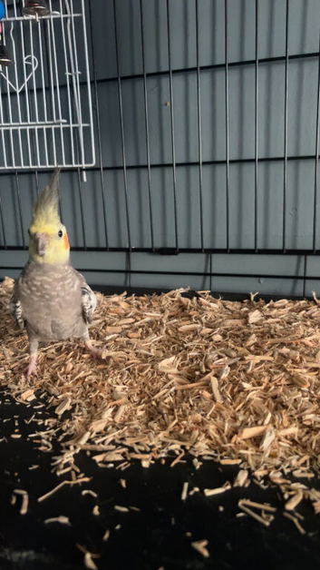 Male cockatiel