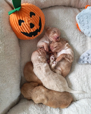 Beautiful cocker spaniel puppies