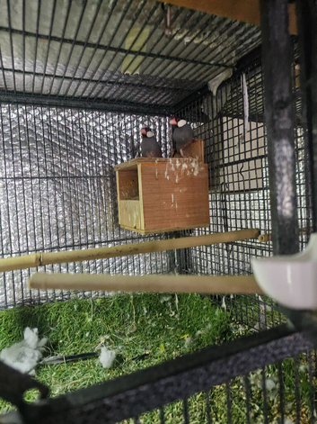 Breeding Pair of Java and Java baby's from &pound;30.
