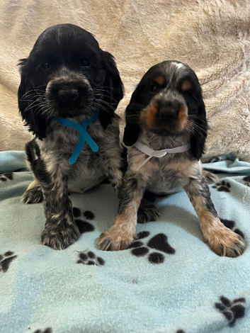 Stunning show type cocker spaniel puppies