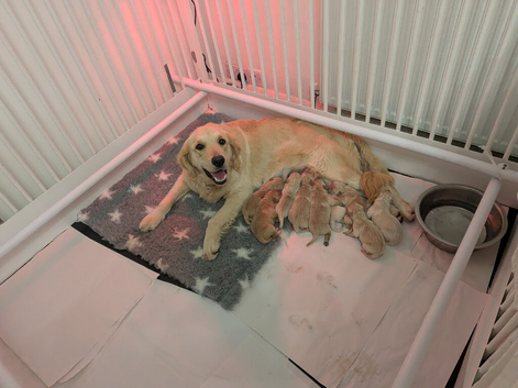 Lovely Puppy Boy (KC)
