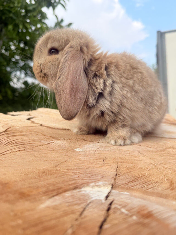 Giant french lops