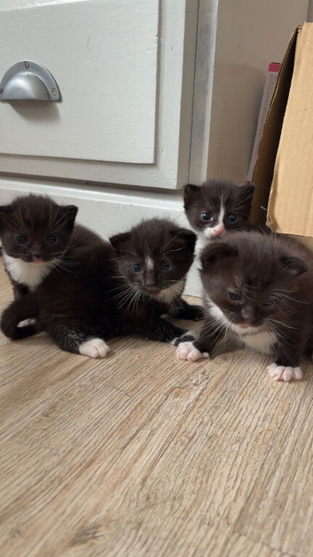 kittens for sale