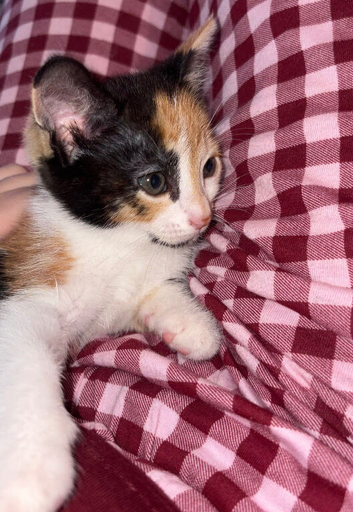 Beautiful female kittens available now