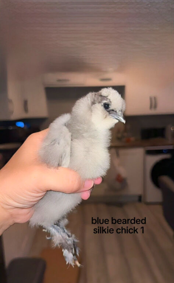 Silkie chicks