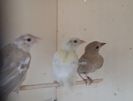 chaffinch mutation 4 hens