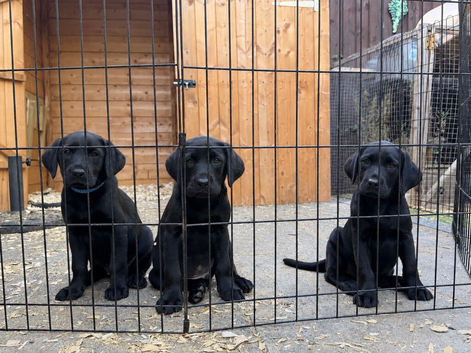 Labrador puppies