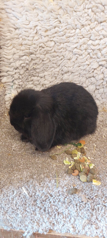 READY  EXTRENELY FREINDLY Baby Minilop Black Doe