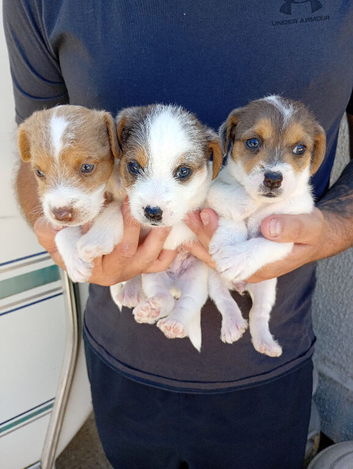 Jack Russell puppies for sale