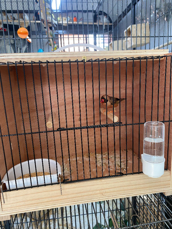 Weaver Finch