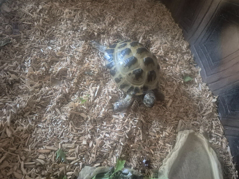 Horsefield tortsie