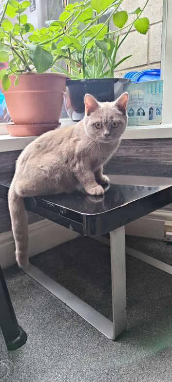Pure British Shorthair Kitten.