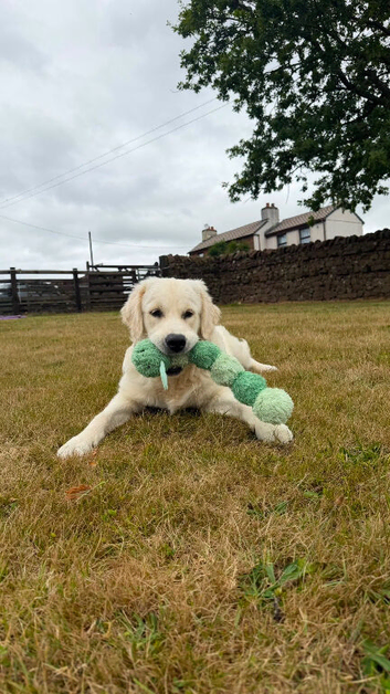 Golden Retriever Boy