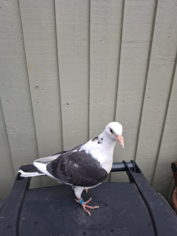 2 young racing pigeons